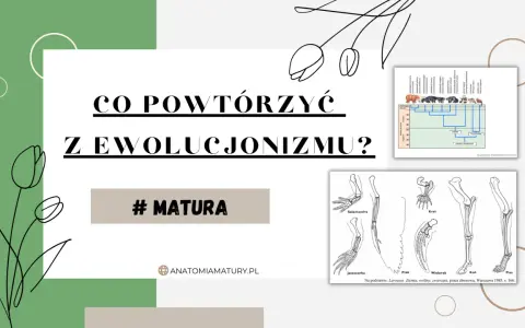 Grafika przedstawia drzewo filogenetyczne zwierząt i schemat kończyn różnych gatunków.