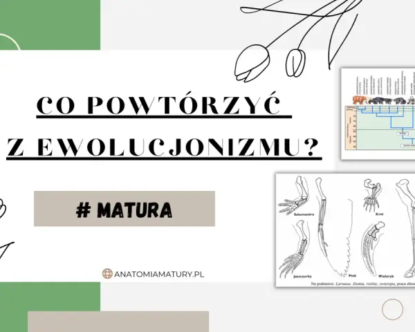Grafika przedstawia drzewo filogenetyczne zwierząt i schemat kończyn różnych gatunków.