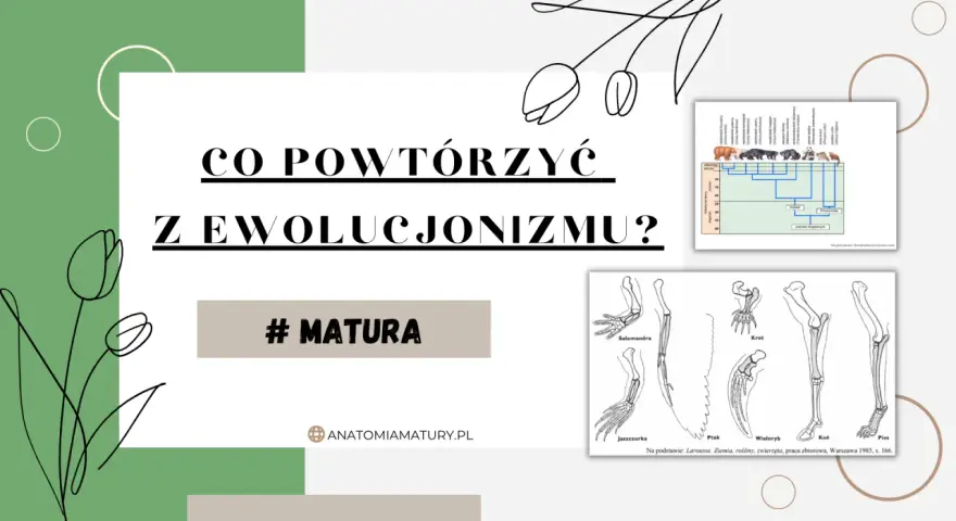 Grafika przedstawia drzewo filogenetyczne zwierząt i schemat kończyn różnych gatunków.